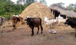 Animal protection