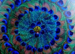 Group Coherence
