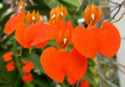 Naranja